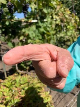 Pointing Hand Showing Direction Stock Photos