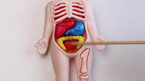 Pointing at internal organs of plastic human anatomy figure with stick pointer Stock Footage 311237657