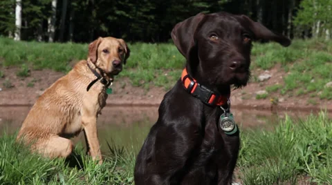 Pointing Lab and Pudelpointer at Work Video stock 39566310