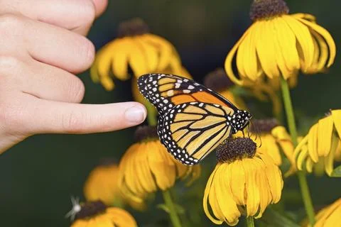 Pointing to a monarch butterfly. Stock Photos
