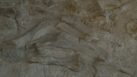 Pointing Out Prehistoric Dinosaur Bones Laser Pointer Wall of Bones Stock Footage 121590713