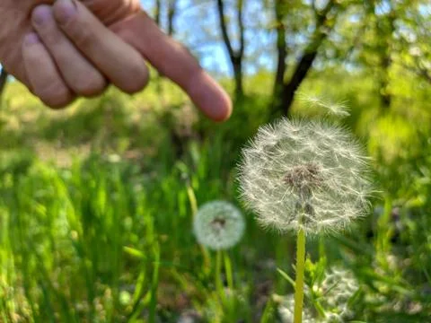 Points finger on dandelion in the grass Stock Photos