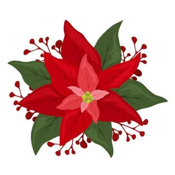 Pointsettia flower with berries Stock Illustration