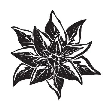 Pointsettia flower with berries Stock Illustration