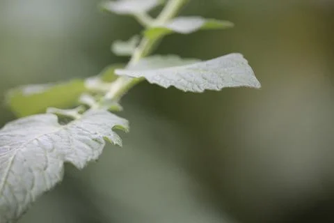 Pointy Leaf in Nature Stock Photos