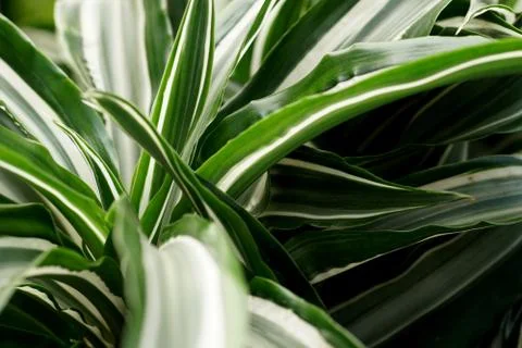 Pointy leaf plant Foto stock