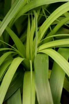 Pointy leaf plant Stock-Fotos