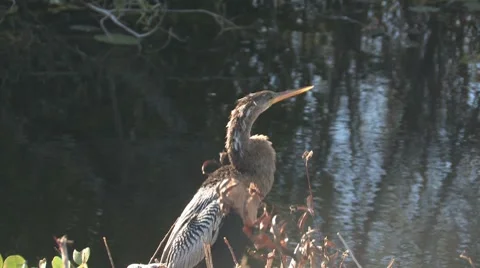 Pointy nose Stock Footage 7137063