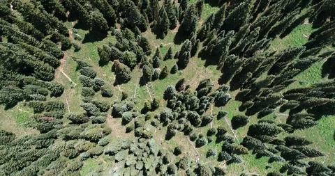 Pointy pine trees Video stock 94099611