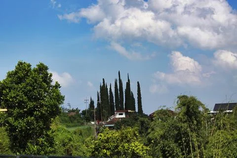 The Pointy Trees Stock Photos