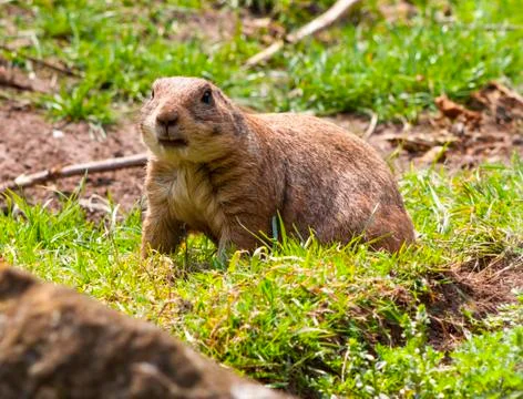 Poised Gopher Stock Photos