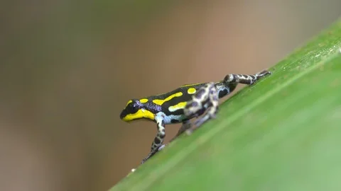 Poision Dart Frog on a leaf Stock Footage 94945076