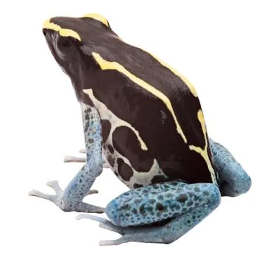 Poison arrow frog Stock Photos