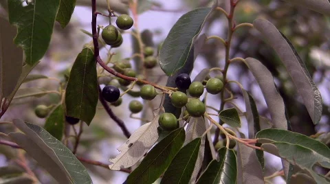 Poison berries Stock Footage 555626