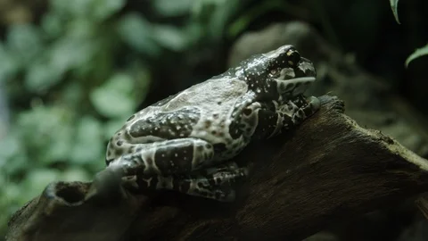 Poison Colored frog Stock Footage 113541280