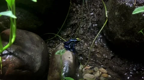 Poison dark frog Stock Footage 64865736