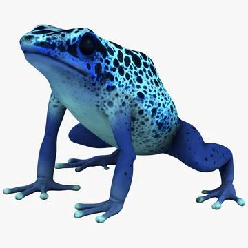 Poison Dart Frog 3D Model