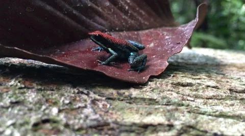 Poison Dart Frog Amazon Jungle Video stock 65734595
