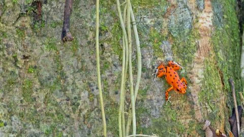 Poison dart frog close up tree Stockfoto's