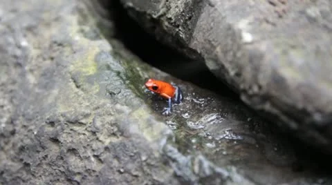 Poison Dart Frog Video stock 22419319