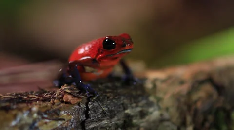 Poison Dart Frog 库存影片 22663088