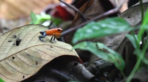 Poison Dart Frog Stock Footage 47155971