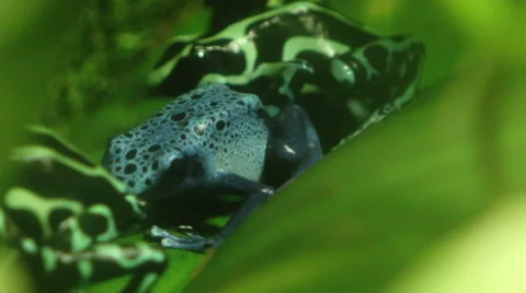 Poison Dart Frog Video stock 56250806