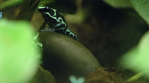 Poison Dart Frog Video stock 56250832