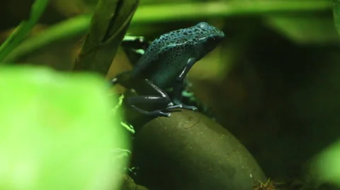 Poison Dart Frog Stock Footage 56250977