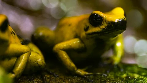  poison dart frog Stock Footage 263556021