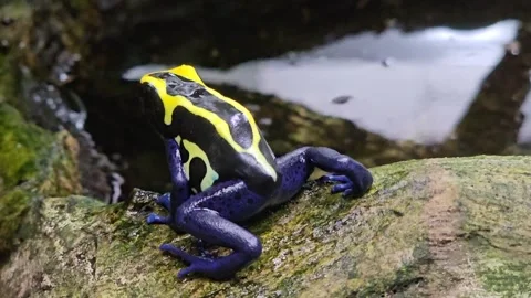 A poison dart frog Stock Footage 263673712