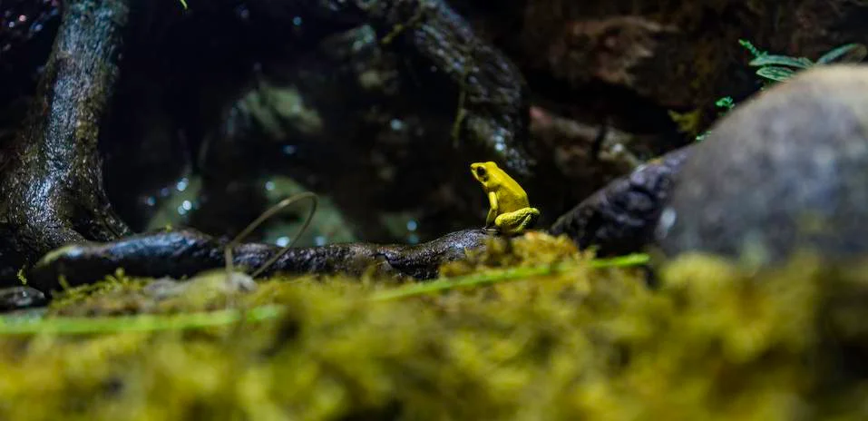 Poison dart frog in the forest Stock Photos