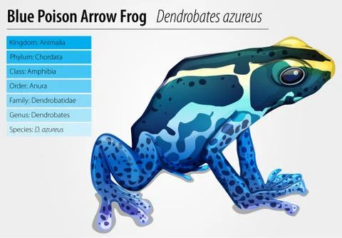 Poison dart frog Illustrazione stock