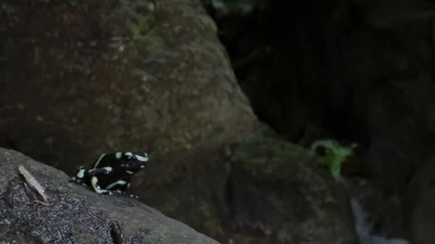 Poison dart frog in jungle stream in Costa Rica Stock Footage 249748257