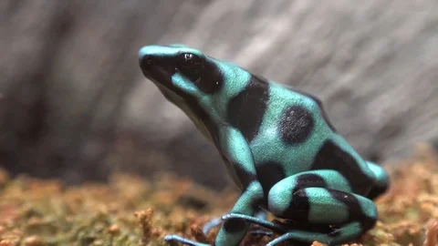 Poison Dart frog on moss. 4K Stock Footage