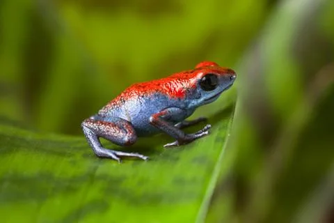 Poison dart frog Stock Photos