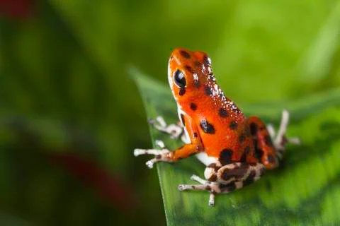 Poison dart frog Stock Photos