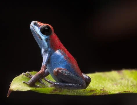 Poison dart frog Stock Photos