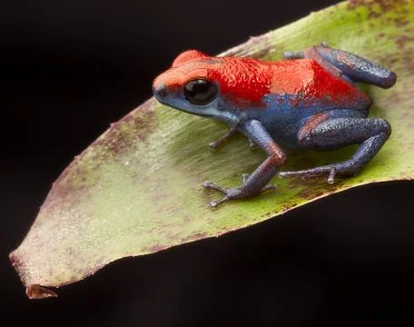 Poison dart frog Stock Photos