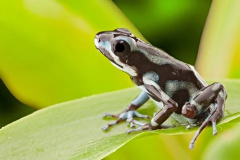 Poison dart frog Stock Photos