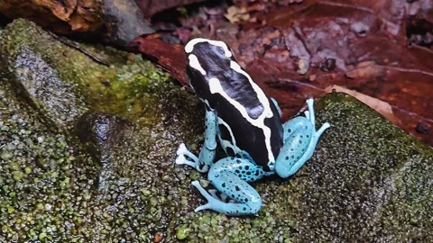 Poison dart frog sitting Stock Footage 295229917