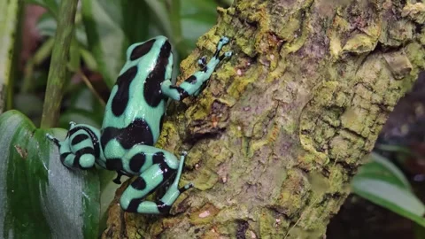 Poison dart frog sitting Stock Footage 295230084