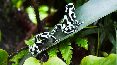 Poison dart frogs Stock Footage 26343648
