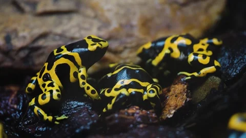 Poison dart frogs Stock Footage 244348093