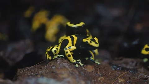 Poison dart frogs Stock Footage 244348384