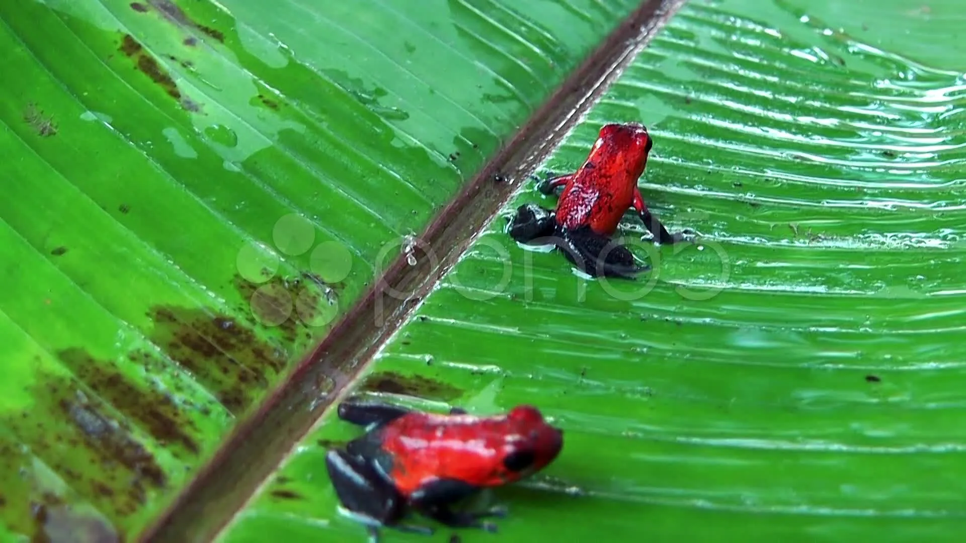 Poison Dart Frogs In The  Rainforest