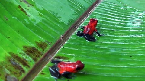 Poison dart frogs sitting on a leaf Stock Footage 12590752
