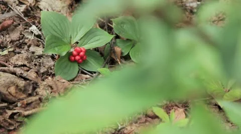 Poison fruit Stock Footage 20494114