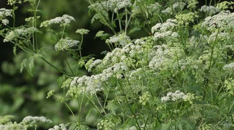 Poison hemlock (Conium maculatum) Stock Footage 18081930