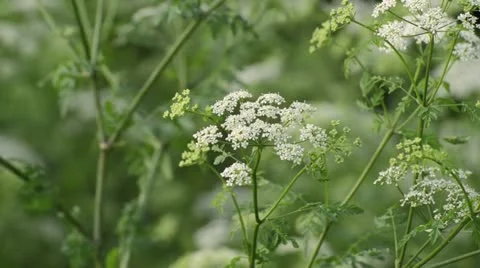 Poison hemlock (Conium maculatum) Stock Footage 18081952